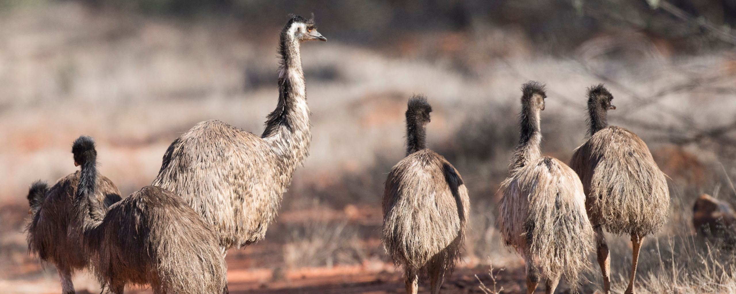 A group of emus in a field.