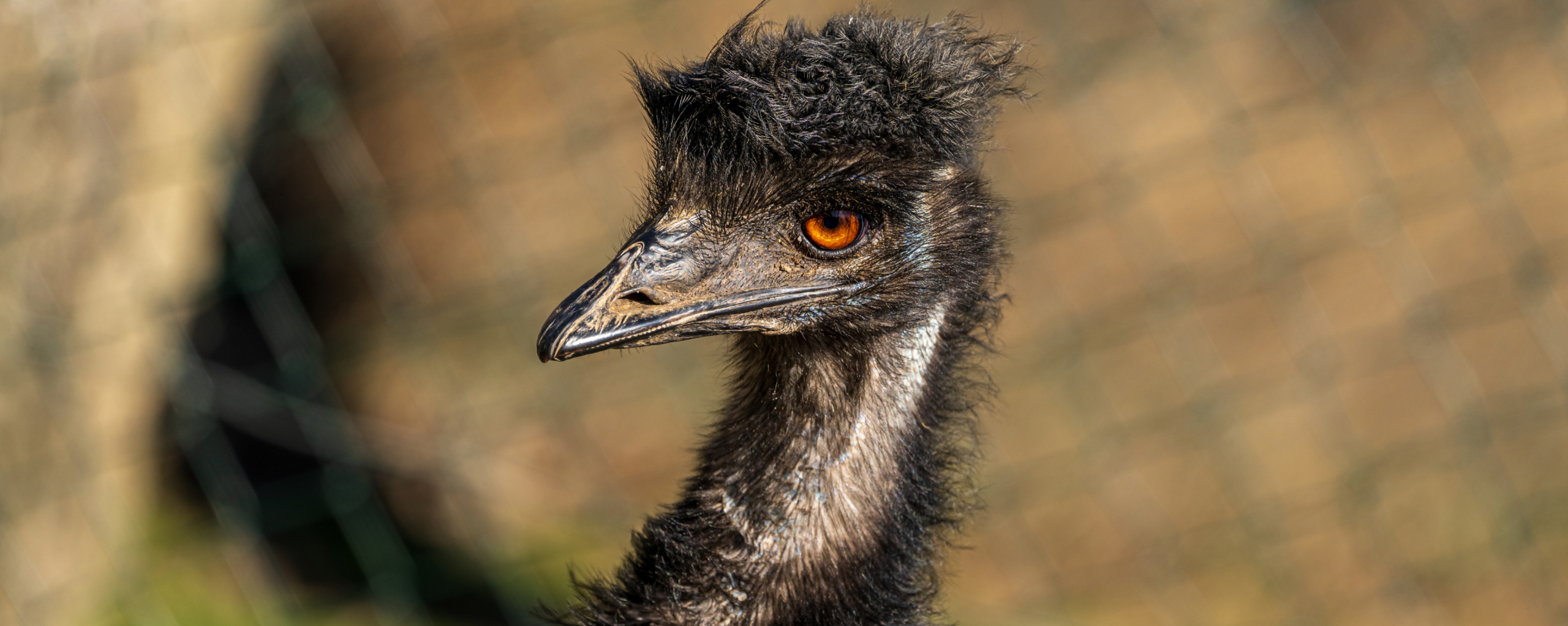 A emu with a black head and orange eyes.